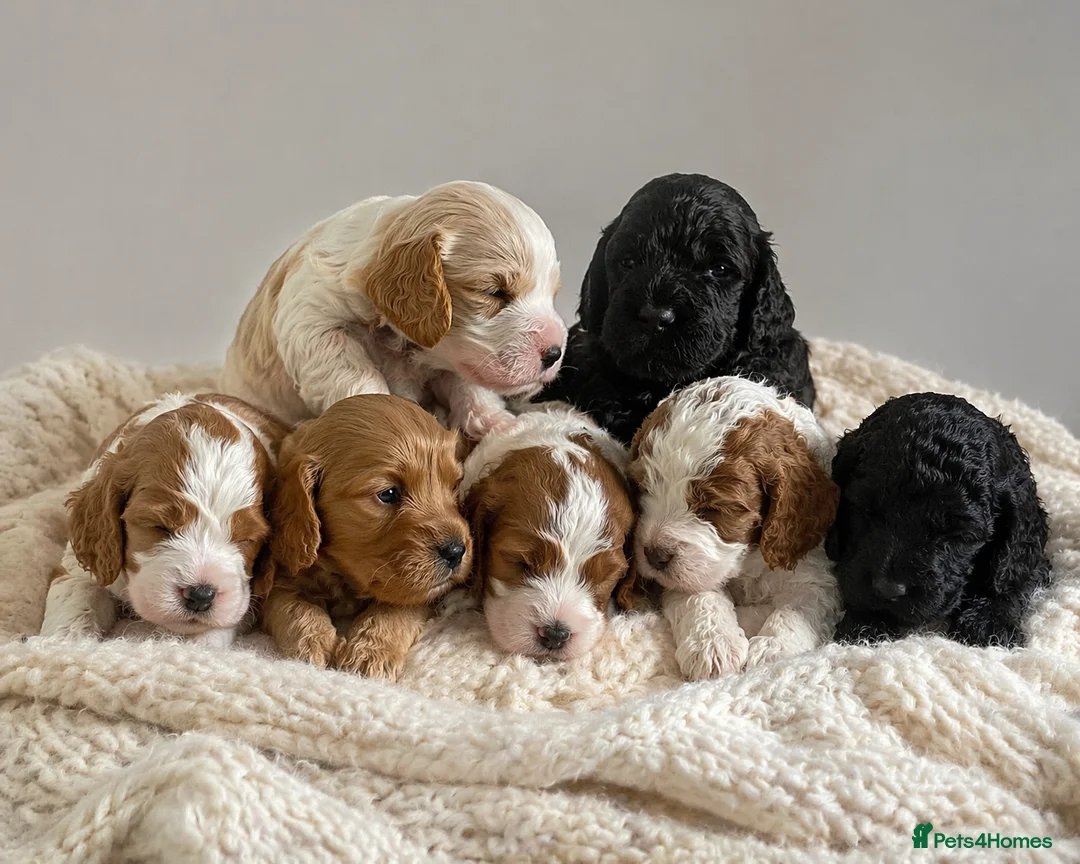 Cockapoo dogs for sale: Cockapoo puppies  in Dursley - Advert 1