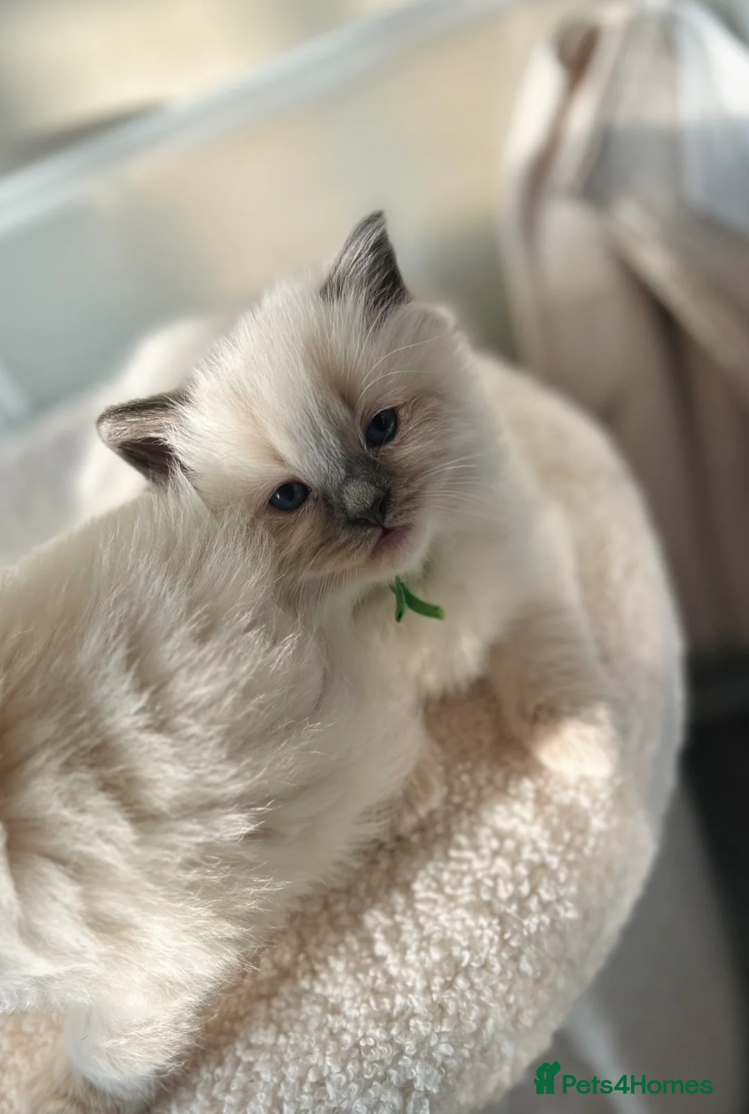 Ragdoll cats for sale: Ragdoll kittens  - Advert 21