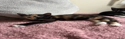 Mixed Breed cats for sale: 2 kittens 1 female 1 male  - Advert 5