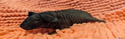 Guinea Pig rodents for sale: Baby Skinny Pig Boy and Girl - Guinea Pigs in Rugby - Advert 4