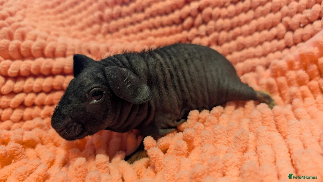 Guinea Pig rodents for sale: Baby Skinny Pig Boy and Girl - Guinea Pigs in Rugby - Advert 4