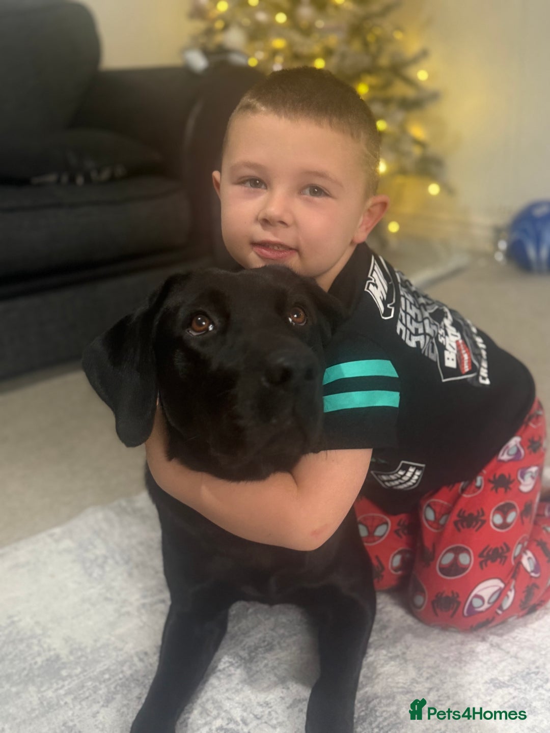 Labrador Retriever dogs for stud: Working Labrador for stud  - Advert 3