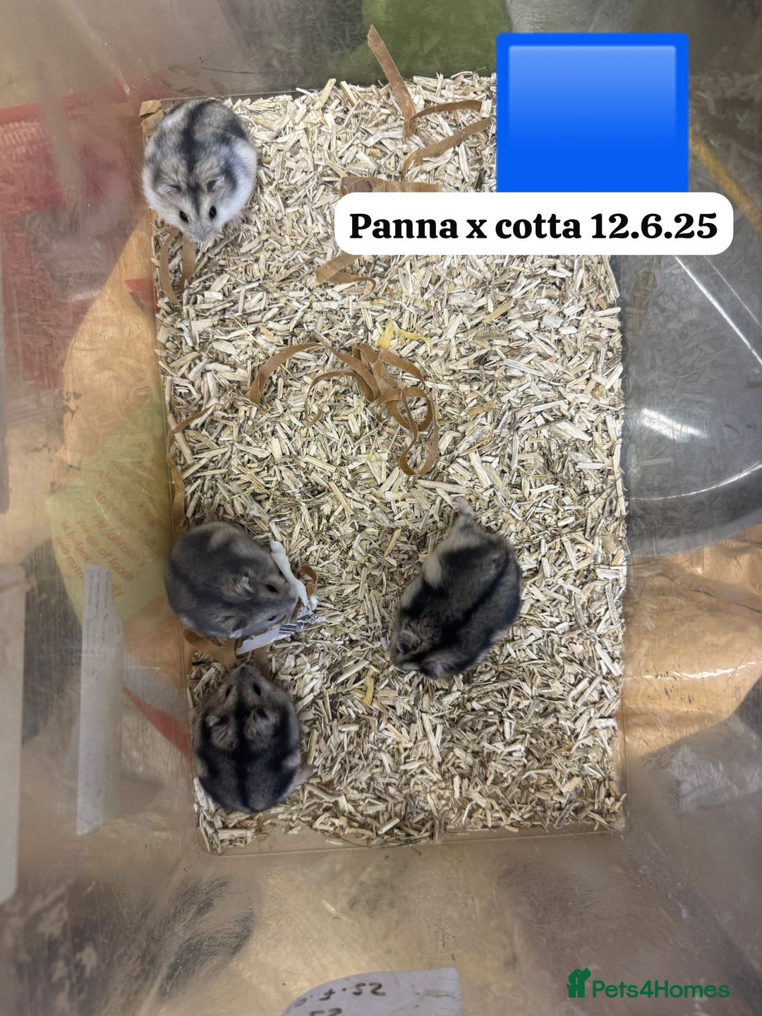Hamster rodents for sale: Beautiful baby hamsters. Syrian and Russian Dwarf - Image 24