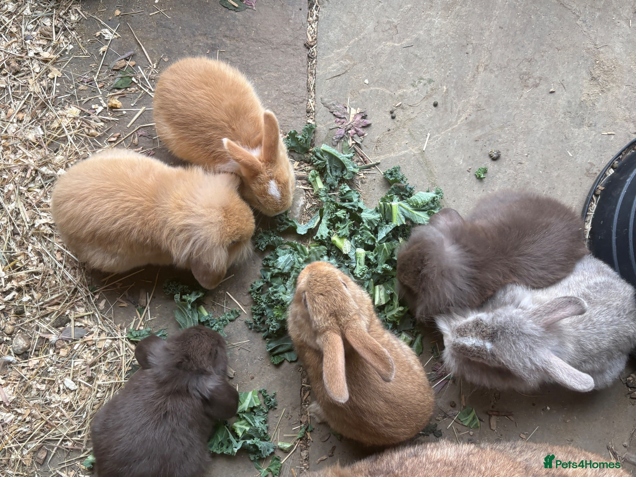 Mini Lion Lop rabbits Mini lion lop baby bunnies looking for homes  - Advert 2