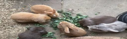 Mini Lion Lop rabbits for sale: Mini lion lop baby bunnies looking for homes  - Advert 1