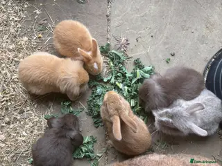 Mini Lion Lop rabbits Mini lion lop baby bunnies looking for homes - Advert 1