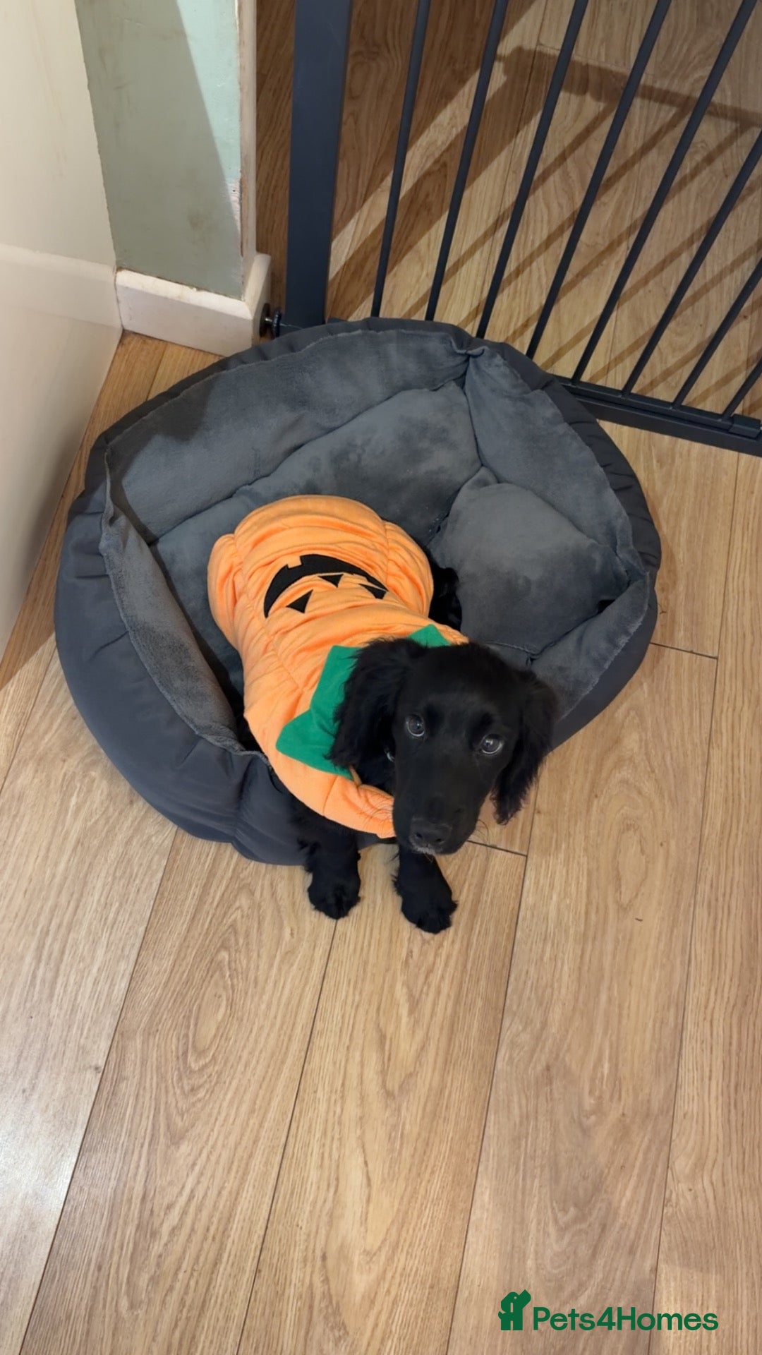 Cocker Spaniel dogs Cocker Spaniel Male - Advert 18