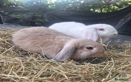 Mini Lop rabbits for sale: Beautiful purebred mini lop eared kits  - Image 4
