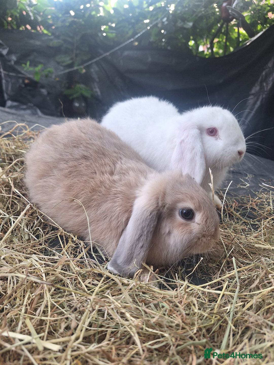 Mini Lop rabbits for sale: Beautiful purebred mini lop eared kits  - Image 4