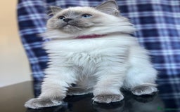 Ragdoll cats for sale: FIFe Registered Ragdoll Kittens Champion Line  - Image 2