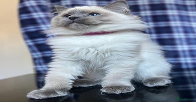 Ragdoll cats - Advert 13