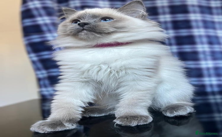 Ragdoll cats - Advert 1