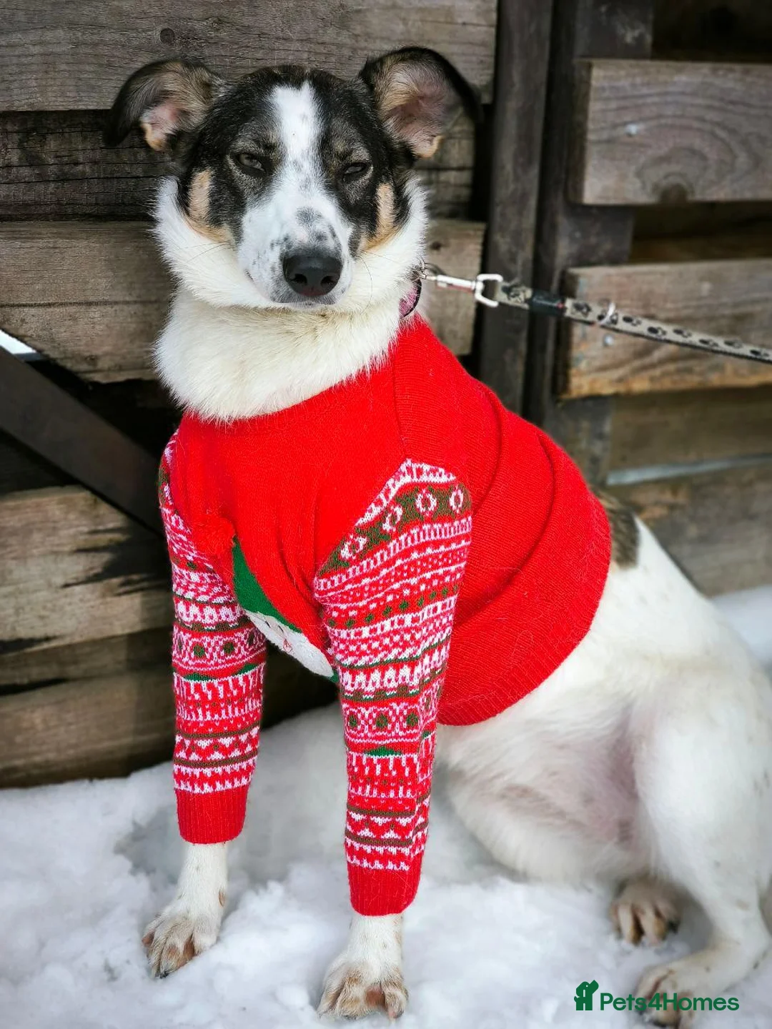 Mixed Breed dogs for adoption: ❤️JULIA❤️ 1yo medium Playful • Clever • Social in Oxford - Advert 2