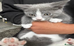 Mixed Breed cats for sale: Beautiful kittens  - Image 14