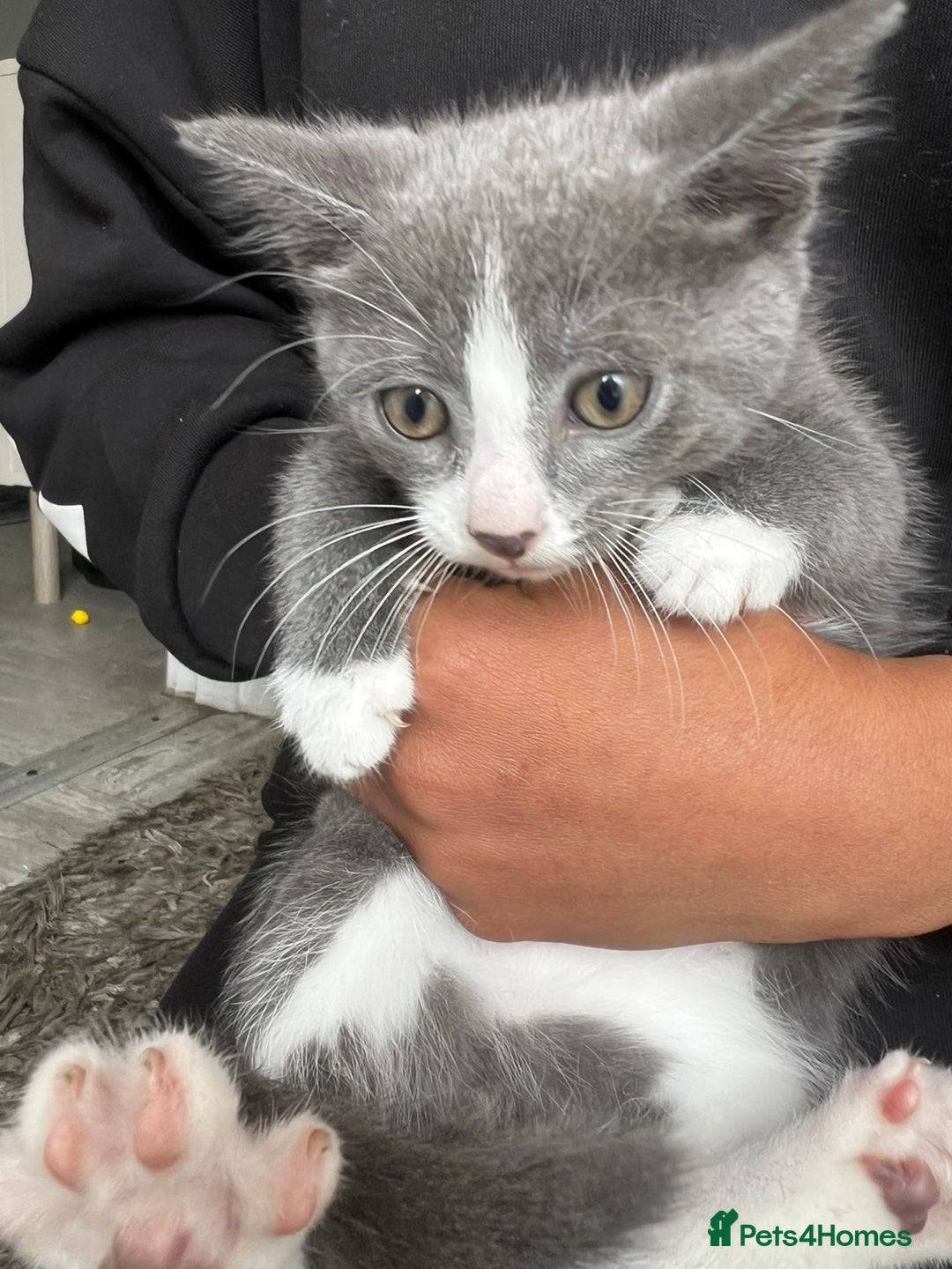Mixed Breed cats for sale: Beautiful kittens  - Image 14