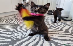 Mixed Breed cats for sale: Norwegian x pixiebob kittens mix available  - Image 17