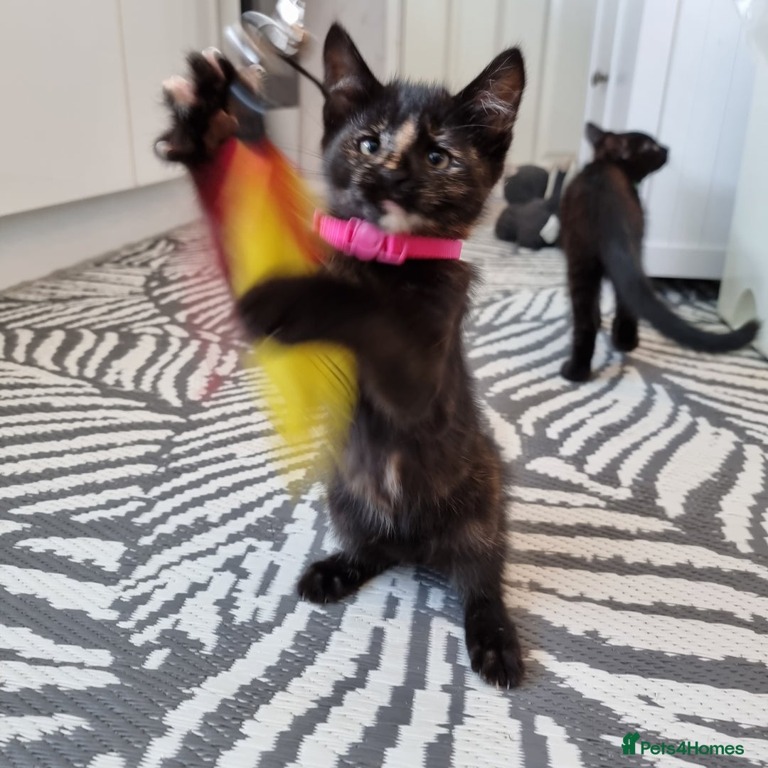 Mixed Breed cats for sale: Norwegian x pixiebob kittens mix available  - Image 17
