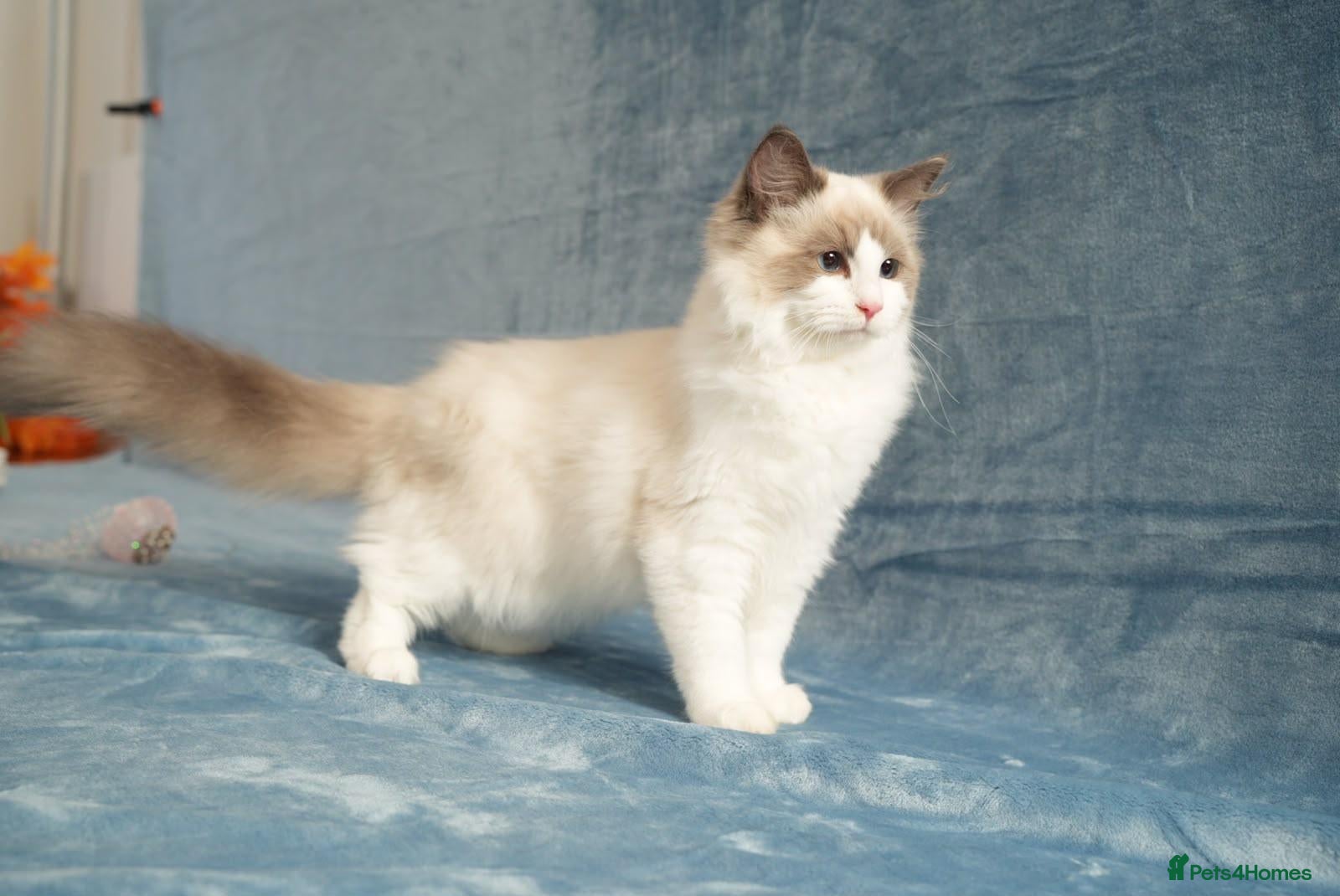 Ragdoll cats Last boy ready now, GCCF-registered Ragdoll. - Advert 1