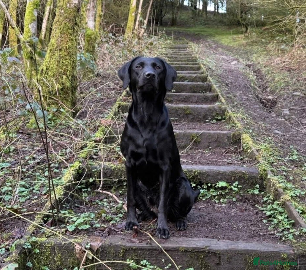Labrador Retriever dogs FTCH sired, KC reg Labrador puppies  - Advert 1