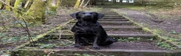 Labrador Retriever dogs for sale: FTCH sired, KC reg Labrador puppies  - Advert 1