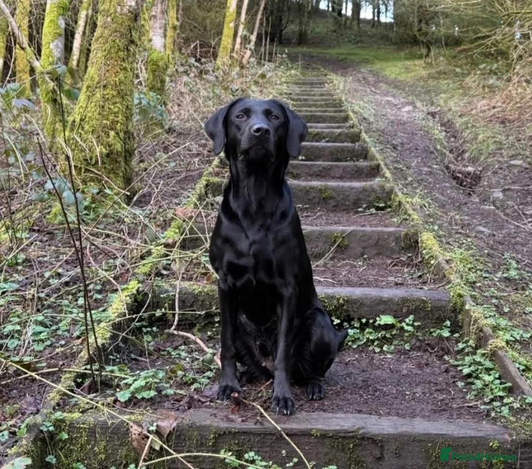 Labrador Retriever dogs for sale: FTCH sired, KC reg Labrador puppies  - Advert 1