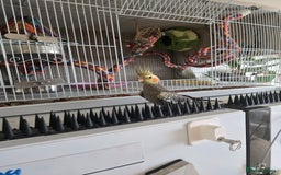 Cockatiels birds for sale: Baby cockertiel  - Image 1