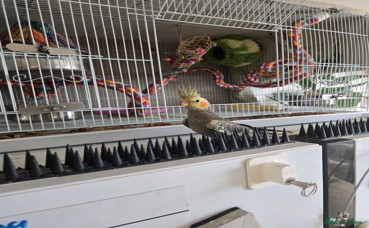 Cockatiels birds - Advert 1