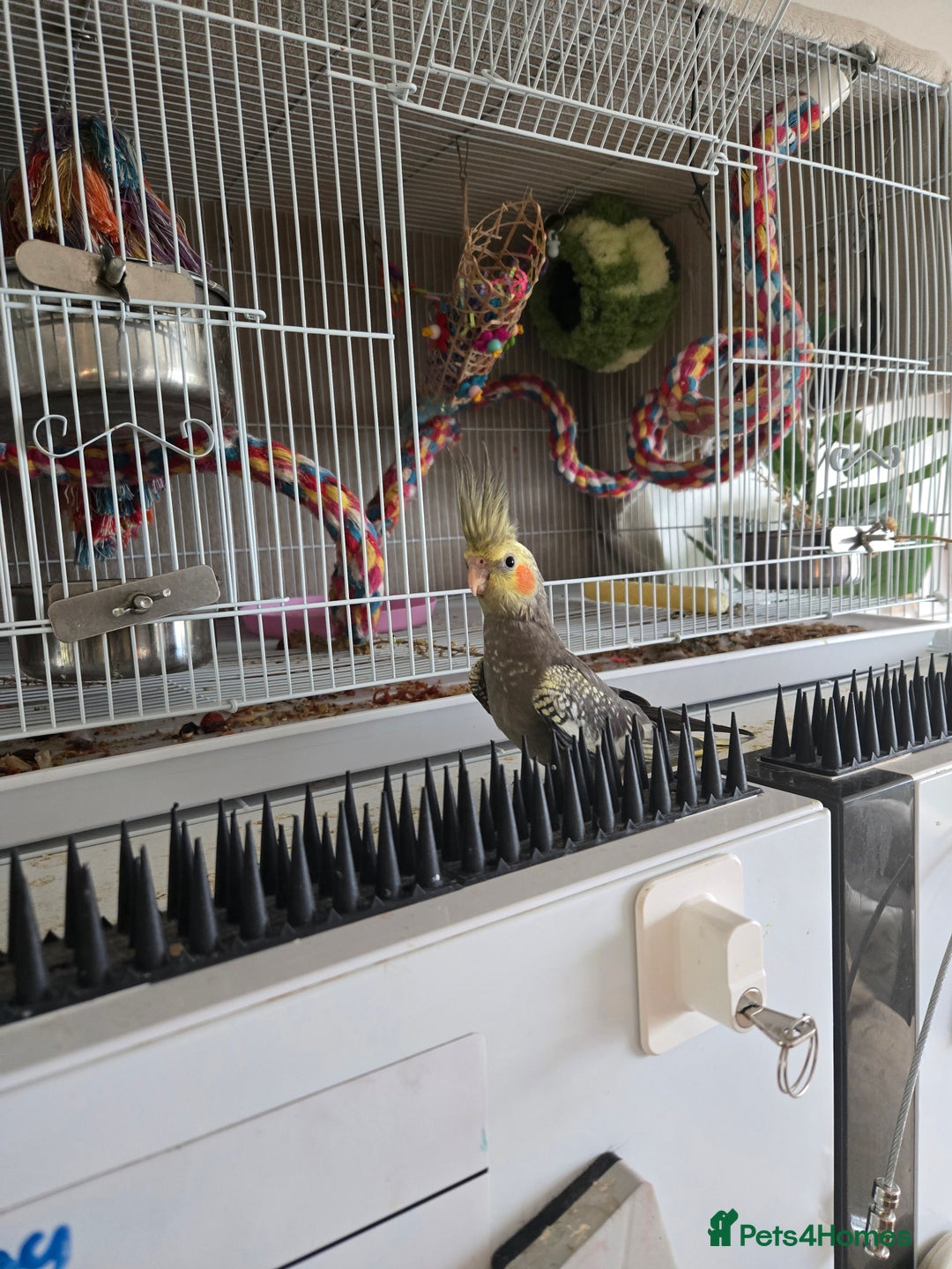 Cockatiels birds for sale: Baby cockertiel  - Image 1
