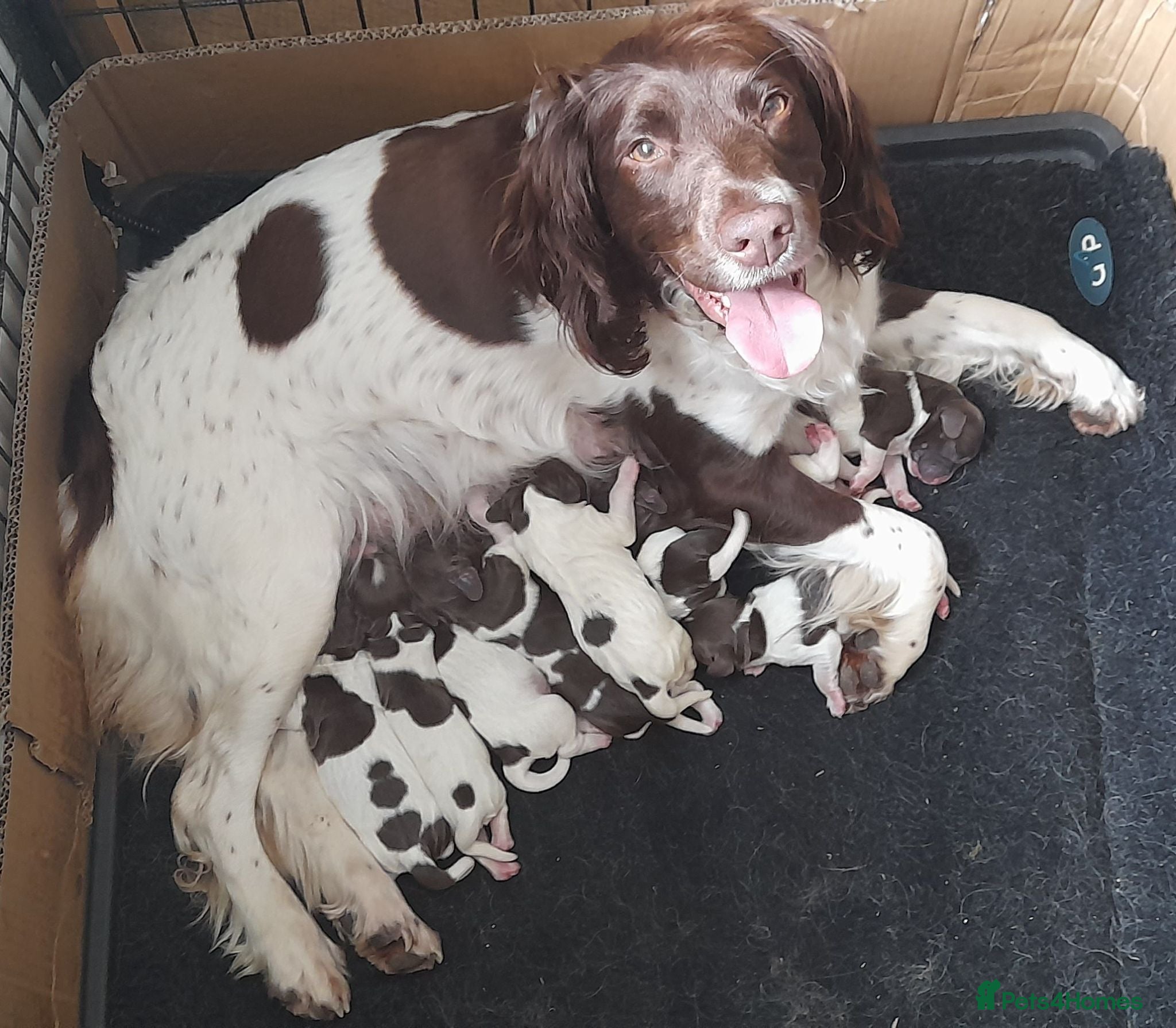 English Springer Spaniel dogs Gorgeous English Springer Spaniels Puppies - Advert 1
