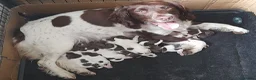 English Springer Spaniel dogs for sale: Gorgeous English Springer Spaniels Puppies - Advert 1