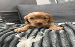 Cocker Spaniel dogs for sale: Cocker spaniel puppies - Advert 2