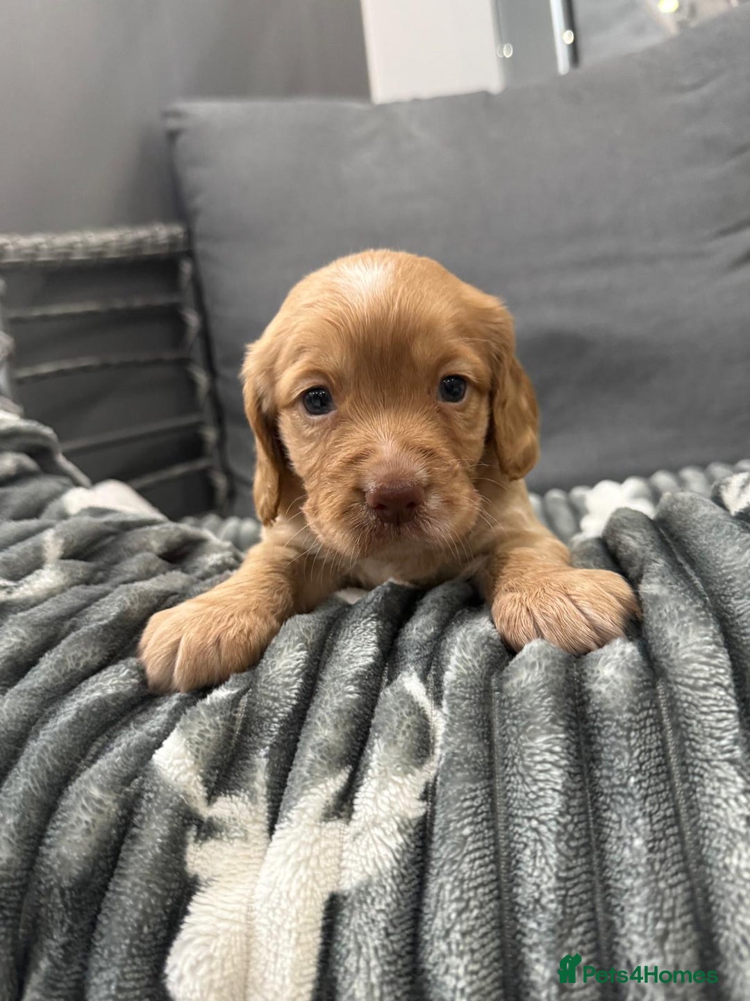 Cocker Spaniel dogs for sale: Cocker spaniel puppies - Advert 2