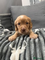 Cocker Spaniel dogs Cocker spaniel puppies - Advert 13