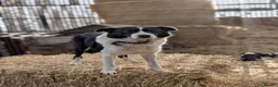 Border Collie dogs for sale: 3 border collie pups for sale  in Leyburn - Advert 3