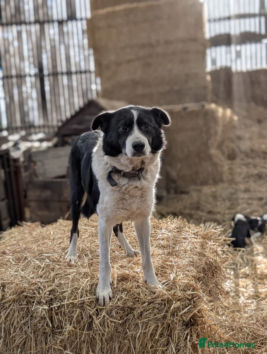 Border Collie dogs for sale: 3 border collie pups for sale  in Leyburn - Advert 3