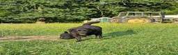 Labrador Retriever dogs for sale: 5 beautiful labrador pups looking forever homes  - Advert 3