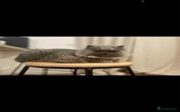 Persian cats for sale: Ivy and kiki - Image 4