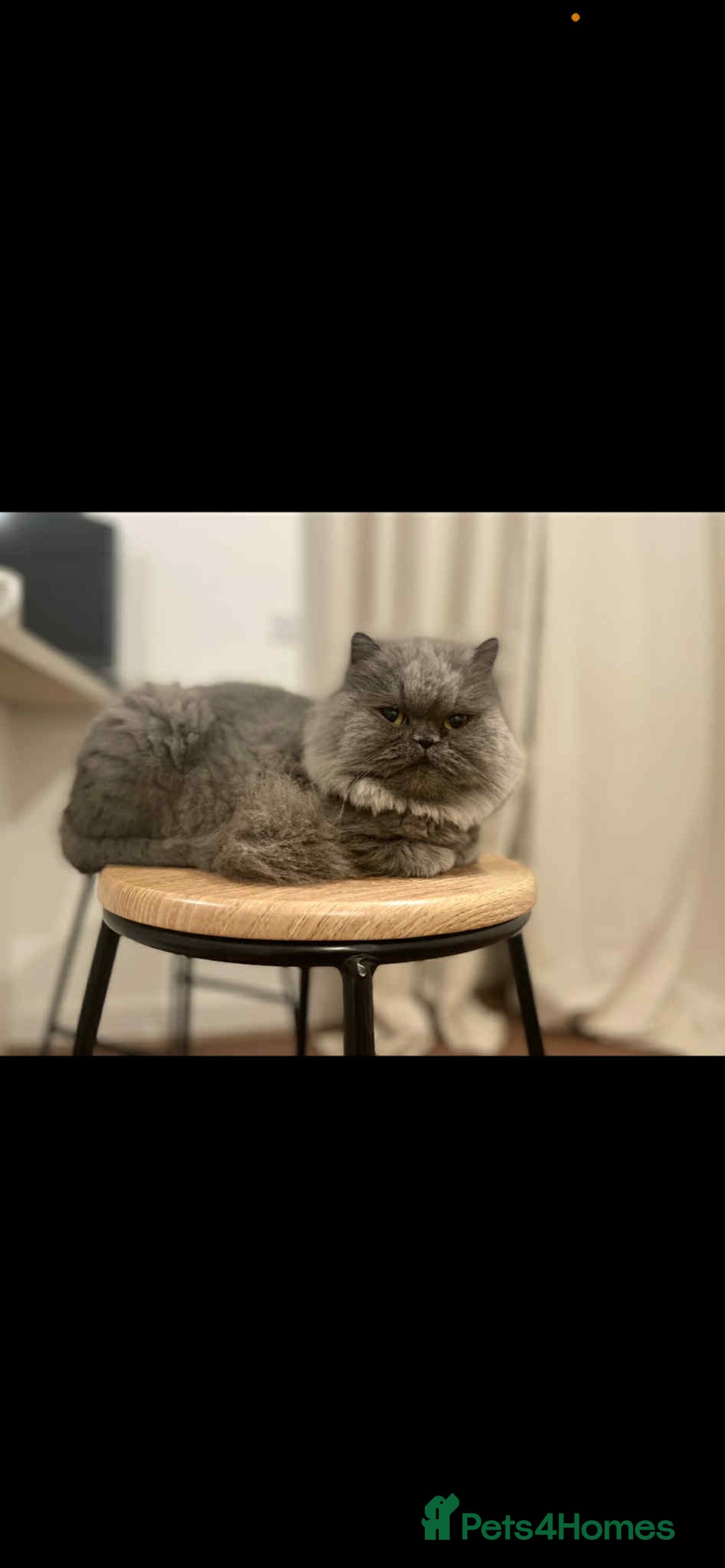 Persian cats for sale: Ivy and kiki - Image 4