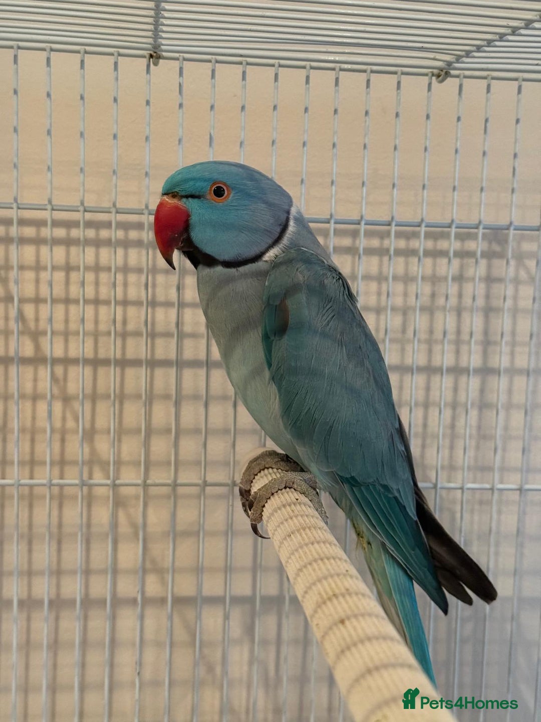Ringnecks birds for sale: Stunning blue male Indian ringneck  - Image 3