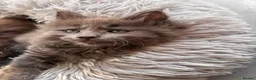Maine Coon cats for sale: Council licensed TICA Maine Coon kittens - Advert 4