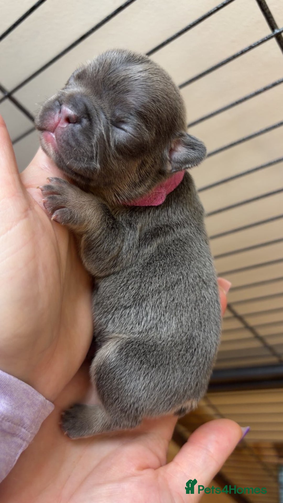 French Bulldog dogs for sale: Frenchie 🐾🐾 last little girl  - Advert 15