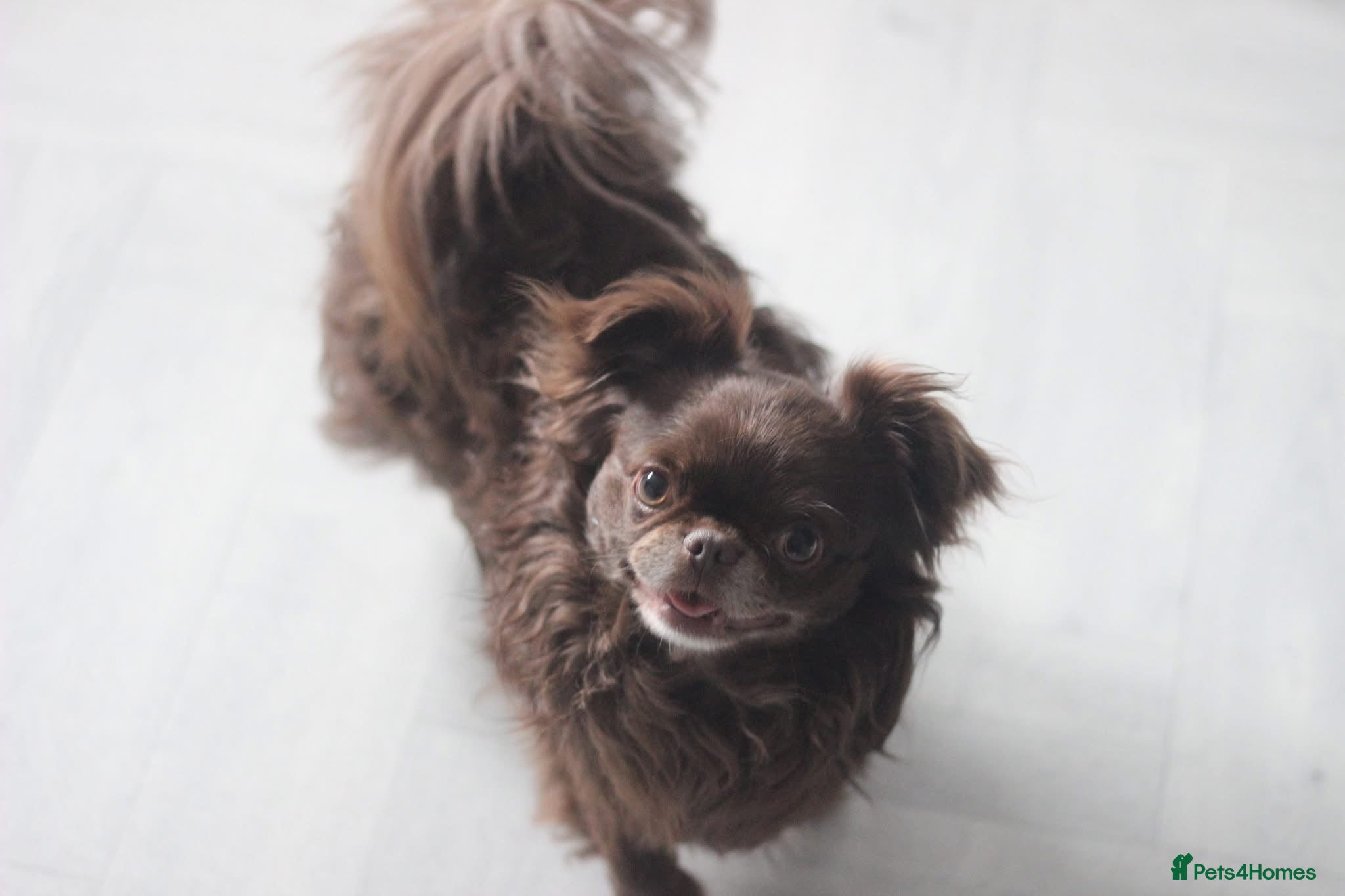 Chihuahua dogs for sale: KC Registered Chocolate Longcoat Boy - Advert 2