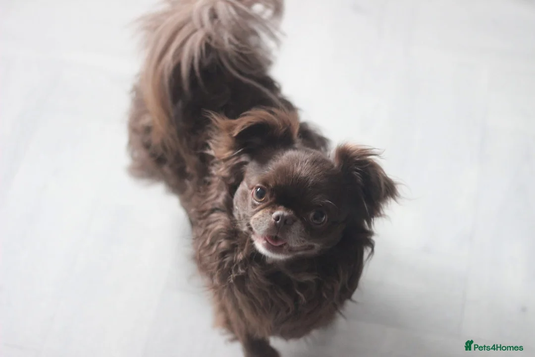 Chihuahua dogs for sale: KC Registered Chocolate Longcoat Boy in Worcester - Advert 1