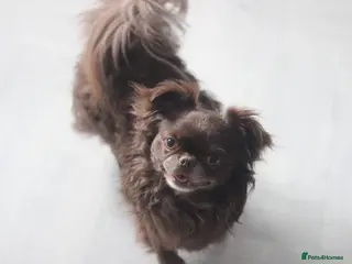 Chihuahua dogs for sale: KC Registered Chocolate Longcoat Boy - Advert 2