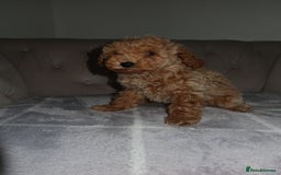 Toy Poodle dogs for sale: Toy poodle puppy - Image 8