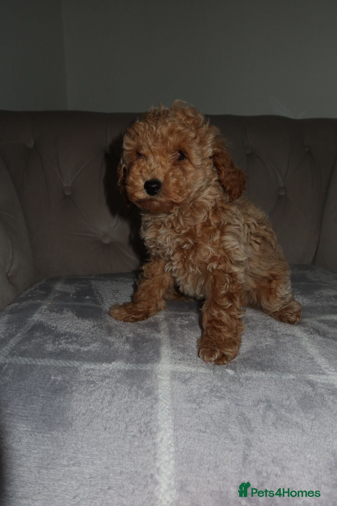 Toy Poodle dogs for sale: Toy poodle puppy - Image 8