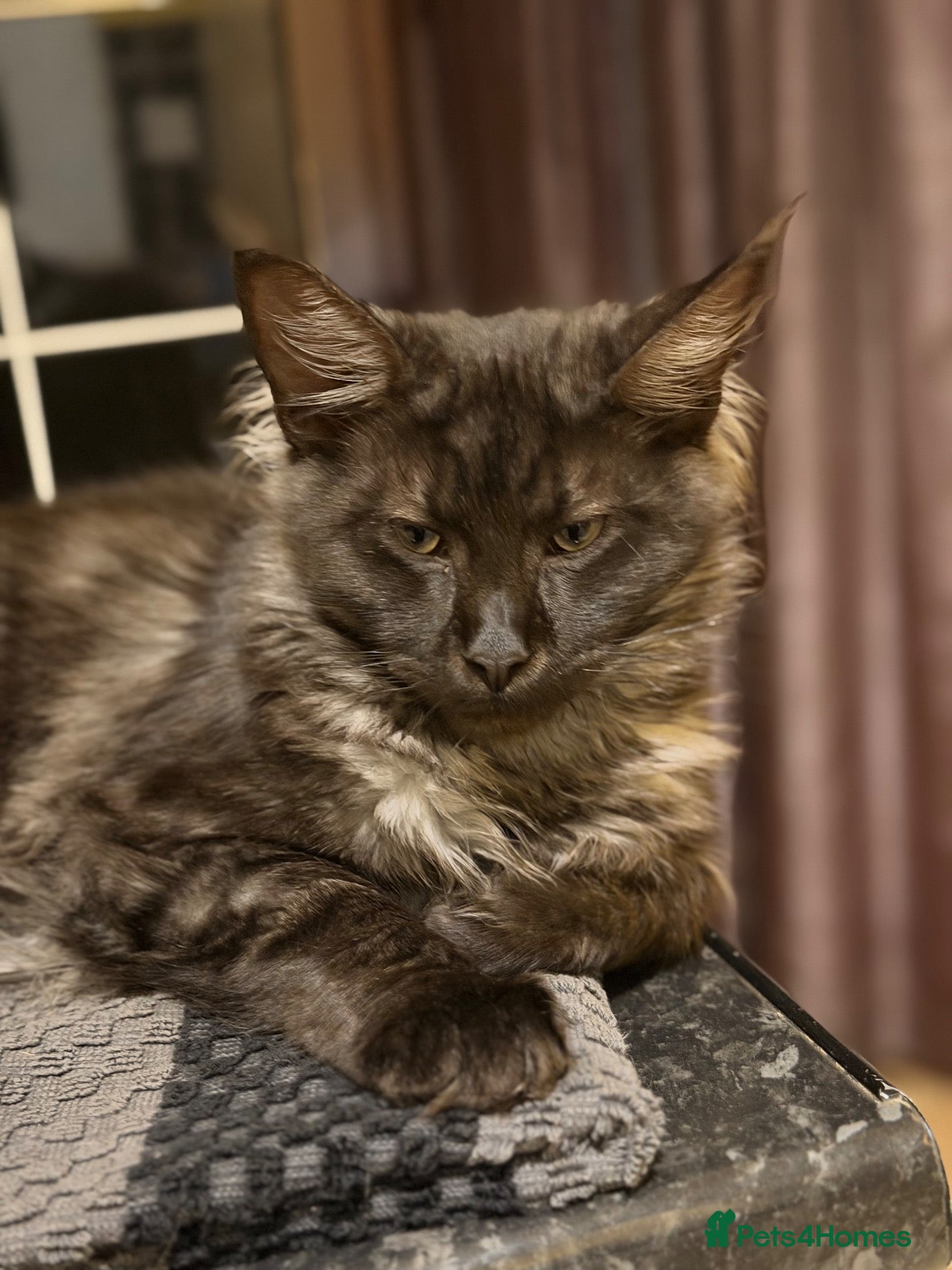Mixed Breed cats 3/4 Maine Coon,stunning babies - Advert 14