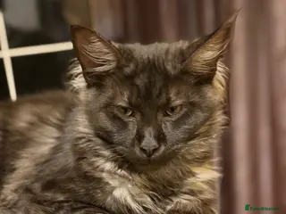Mixed Breed cats 3/4 Maine Coon,stunning babies - Advert 14