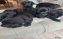 Labrador Retriever dogs for sale: Stunning homebred labs - Advert 2