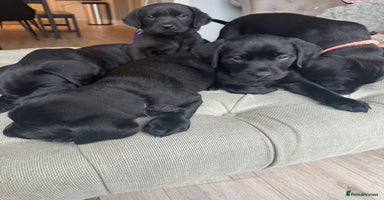 Labrador Retriever dogs - Advert 8